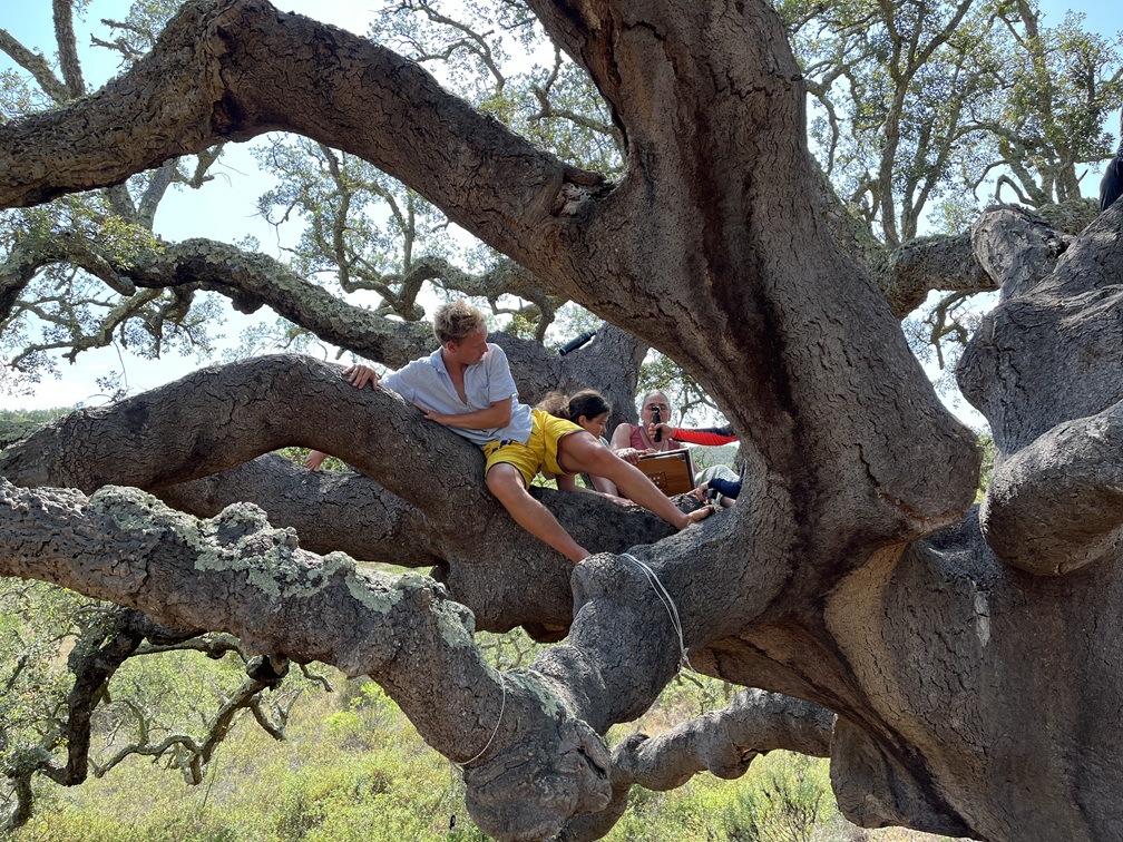 TanzAufGBaum1